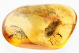 Detailed Fossil False Click Beetle and Spider in Baltic Amber #367423-1